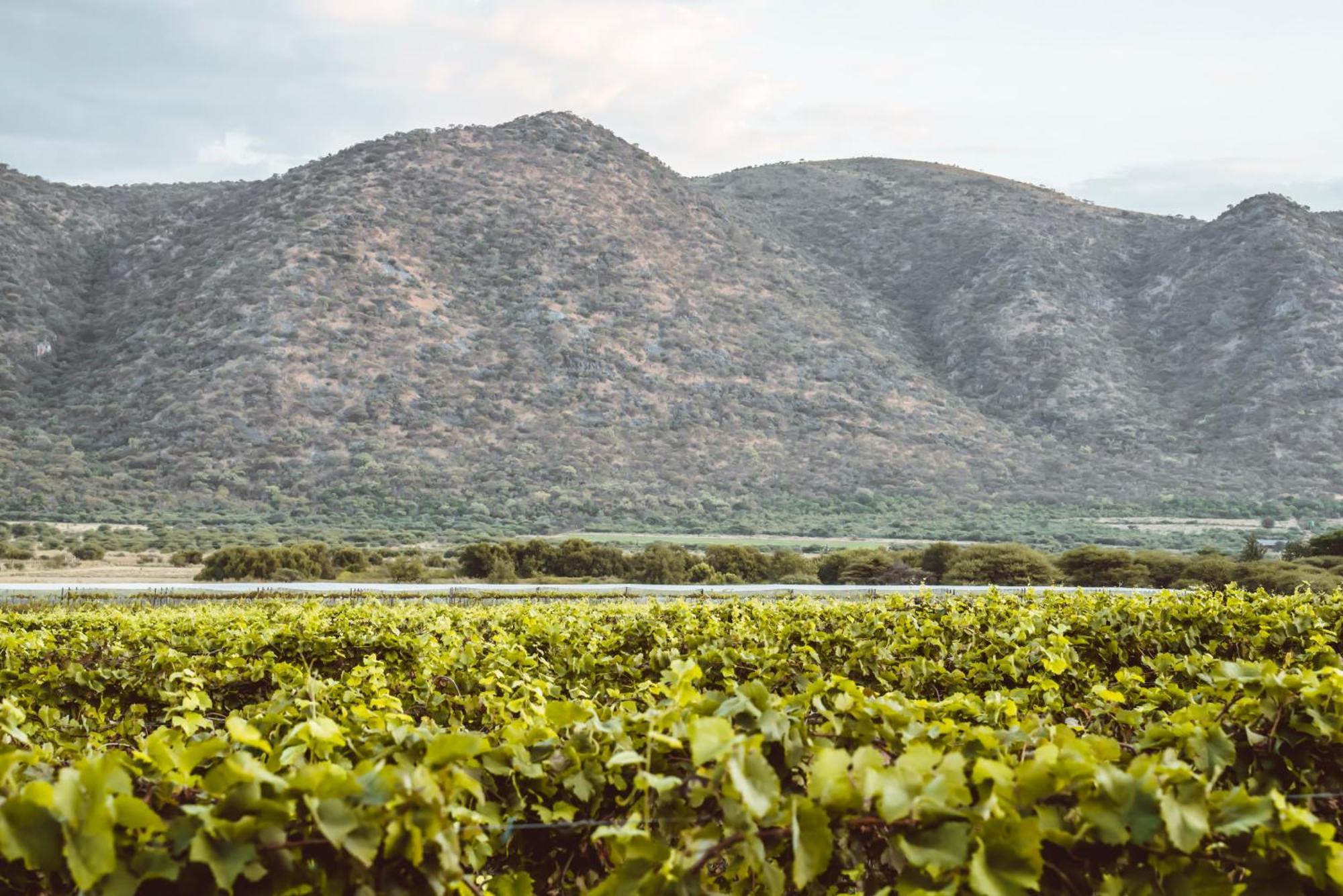 Otavi Vineyards Self-Catering & Camping Exterior foto